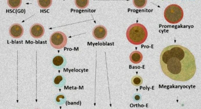 Directed Cell Differentiation | Process and Examples