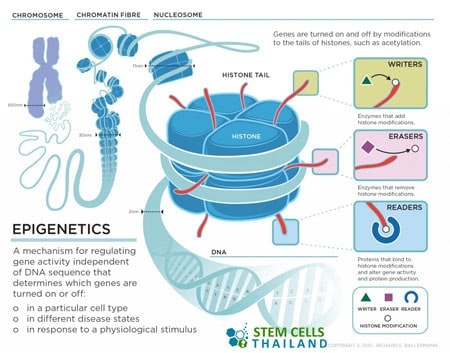 epigenetics-gene-expression