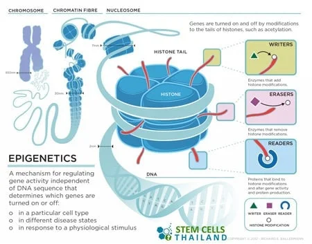 epigenetics-gene-expression
