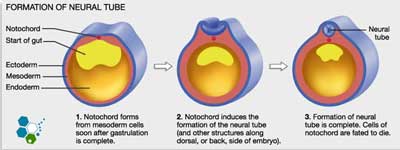 Ectoderm-diagram-explanations