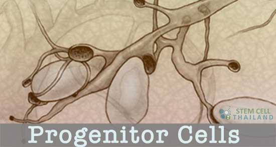 MSCs-Progenitor-cells