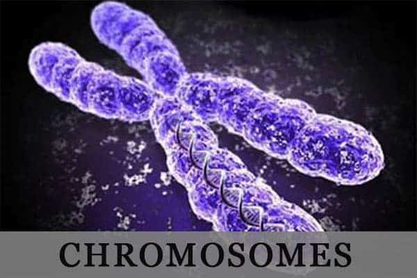 chromosomes