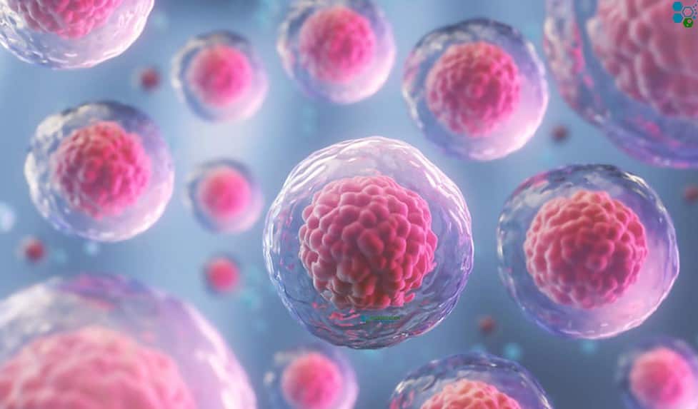 Undifferentiated-stem-Cells