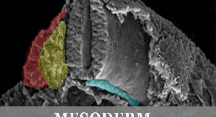 Mesoderm Development Extraembryonic Intraembryonic
