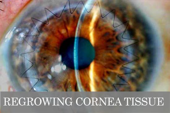 cornea-regeneration-stem-cell-optical