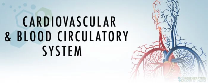 Cardiovascular and Blood Circulatory System
