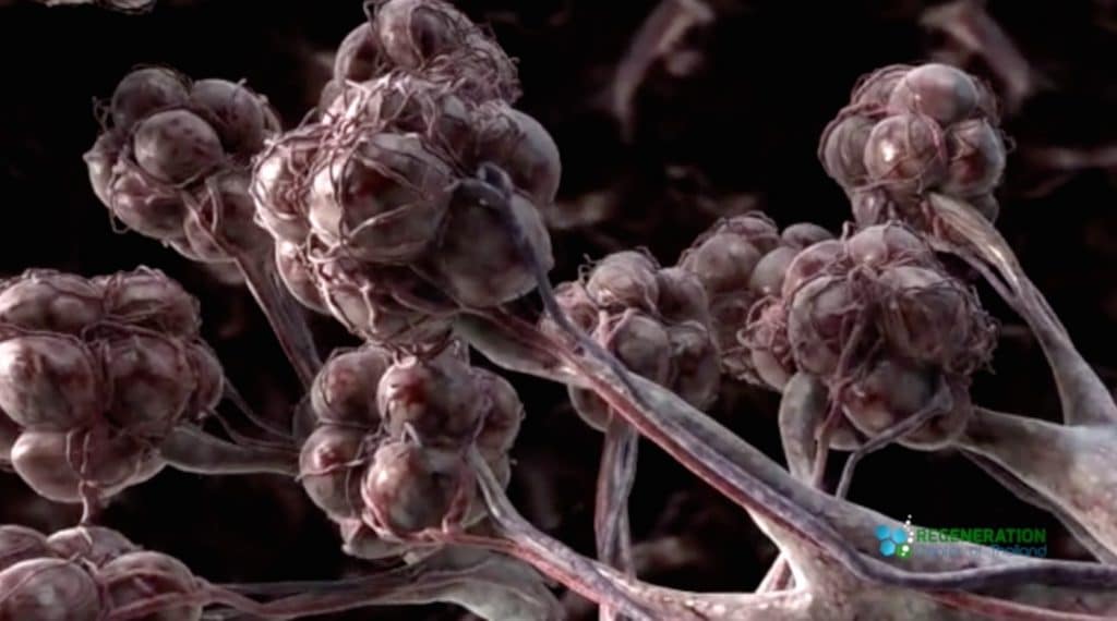 lung stem cells