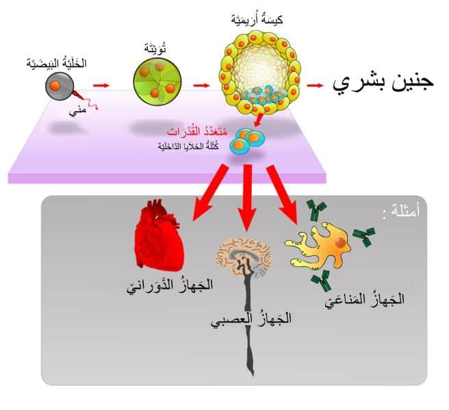 النوع-الاول-من-الخلية-الجذعية-الجنينية