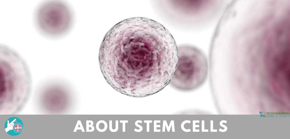 Close-up of stem cells with text about stem cells.