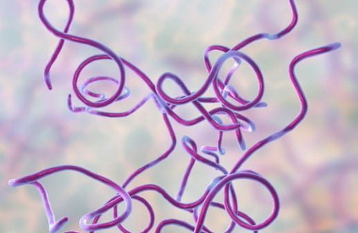 Borrelia-burgdorferi