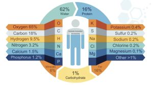 human-body-compositon