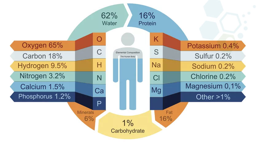 human-body-compositon