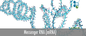 mRNA-Therapy-Regeneration