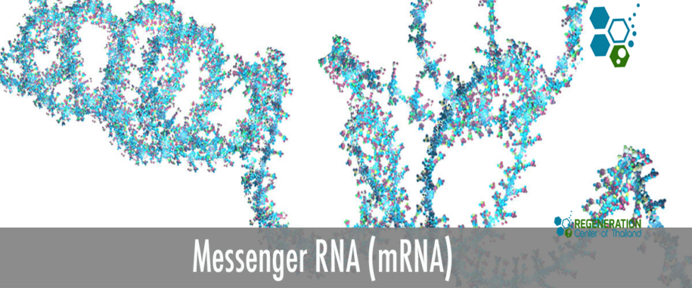 mRNA-Therapy-Regeneration