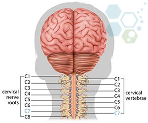 stem-cell-treatment-cervical-spinal-cord-injury-c7