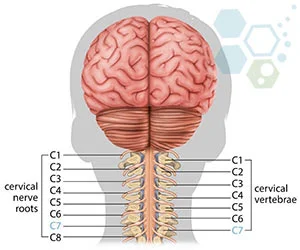 stem-cell-treatment-cervical-spinal-cord-injury-c7