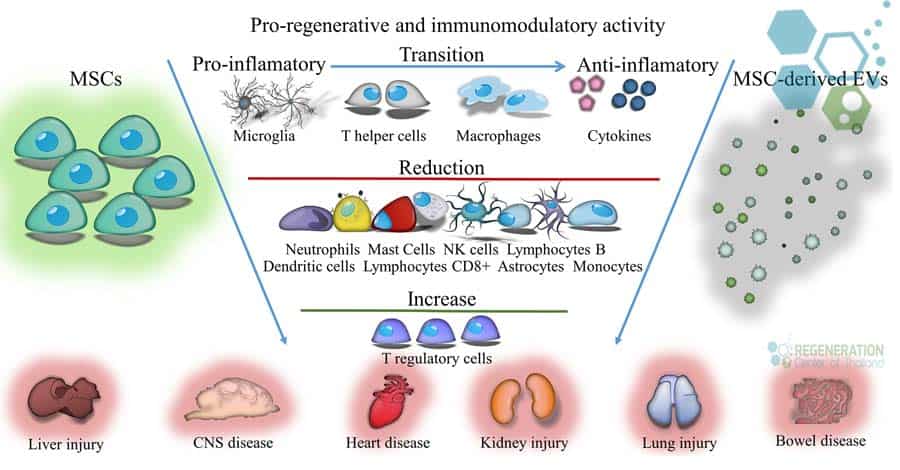 Immunomodulation-Regulation-of-the-Immune-System