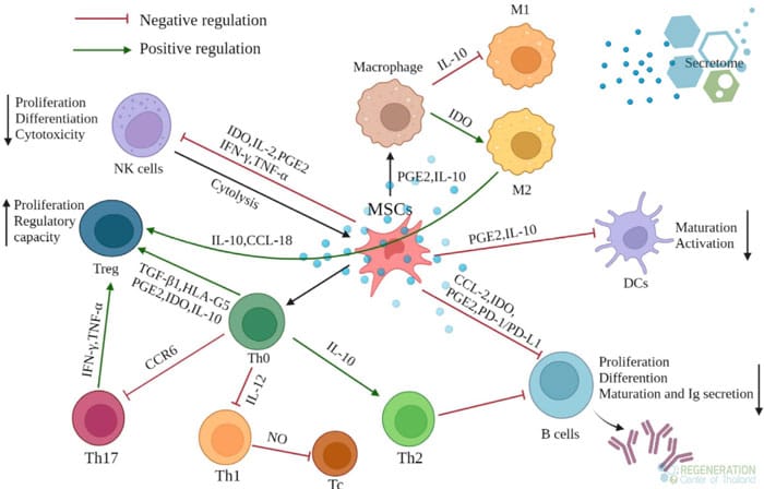 Immunomodulation-stem-cell-therapy