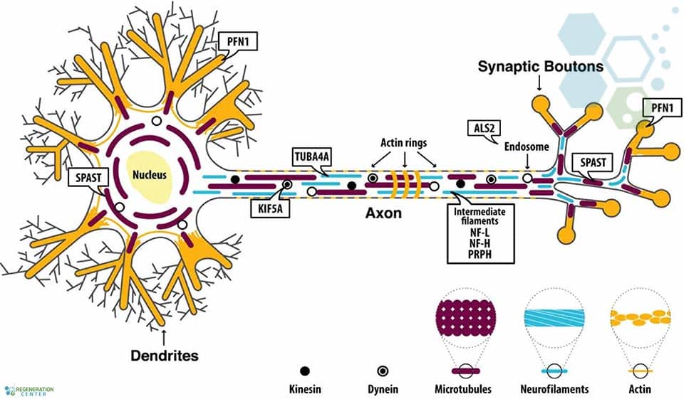7-stages-of-als