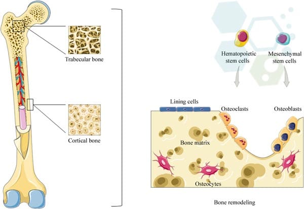 Bone-Marrow-Transplants-Stem-Cells