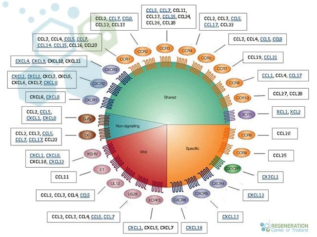 Chemokines-and-Chemokine-Receptors