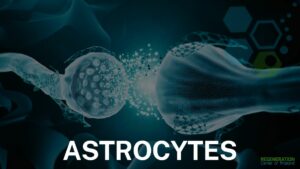 Astrocytes, neurons, glial cells