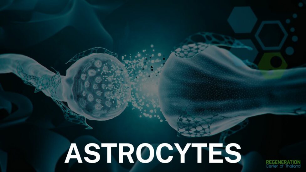 Astrocytes, neurons, glial cells