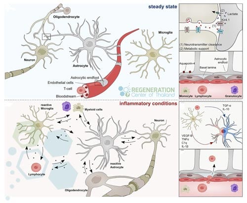 astrocytes-vs-oligodendrocytes