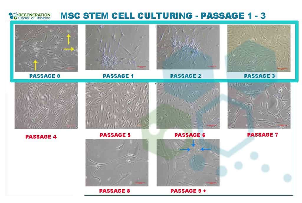 PassageCount-REGENERATION-CENTER