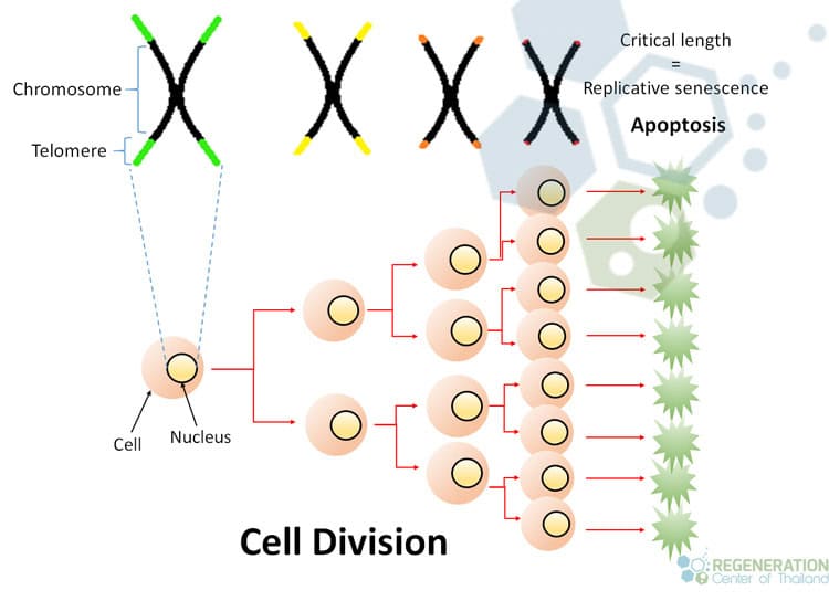 telomeres-stemcells-aging