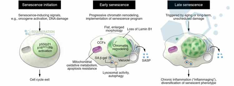 tissue-dysfunction-age-related-diseases-DNA-damage-oxidative-stres