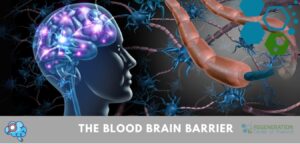 Blood Brain Barrier
