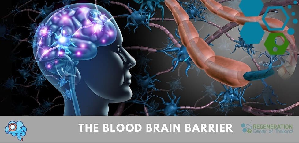 Blood Brain Barrier
