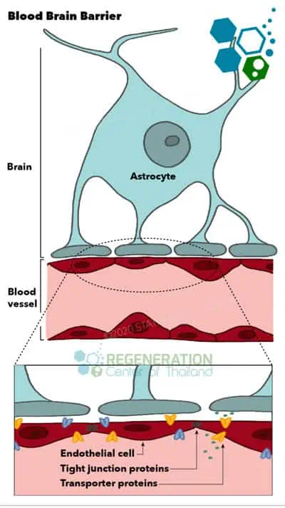 Bypass_Blood_Brain_Barrier-stemcell