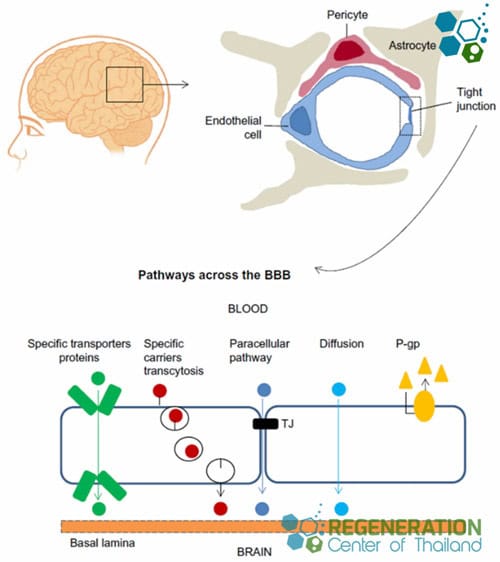 blood-brain-barrier-stemcells