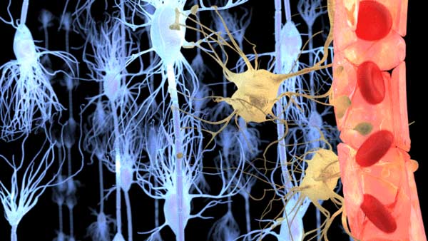 bypass-the-blood-brain-barrier-delivering-therapeutics-to-the-brain-spine