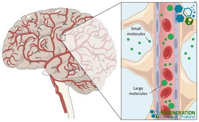 bypassing-blood-brain-barrier