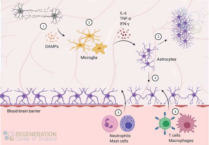 neurons-stem-cells-bypassing-blood-brain-barrier