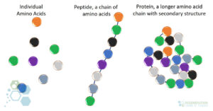 peptide-bonds-stem-cells