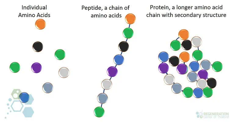 peptide-bonds-stem-cells