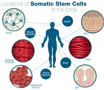 somatic-embyonic-cell-human