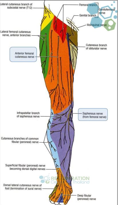 branches-of-femoral-nerve-stemcells